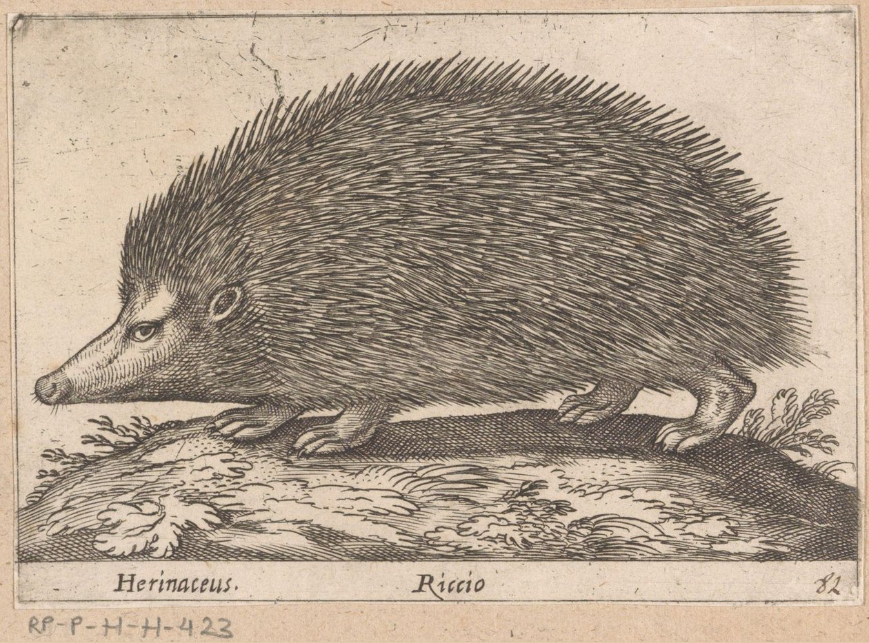 egel Herinaceus/ Riccio (tittel på objekt) Dieren en fabelwezens (serietittel) Nova raccolta de li animali piu curiosi del mondo (serietittel) av Antonio Tempesta