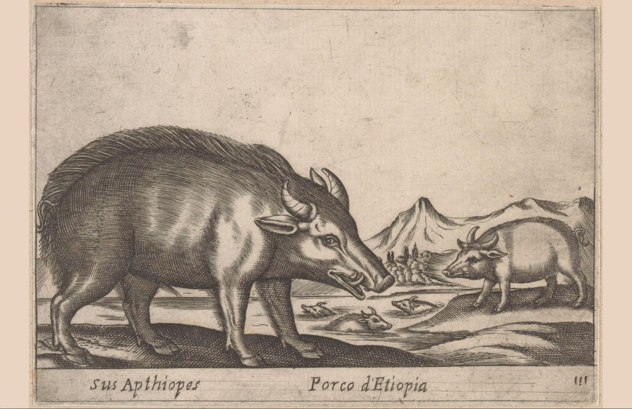 Etiopiske arbeider Hans aptioper / etiopisk gris (tittel på objekt) Dieren en fabelwezens (serietittel) Nytt nysgjerrig lite dyr i verden (serietittel) av Antonio Tempesta