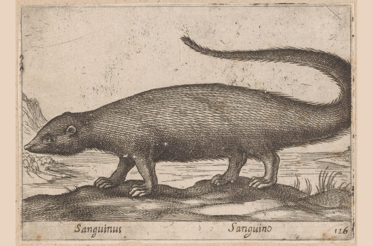 Rask Sanguinus/ Sanguino (tittel på objekt) Dieren en fablewezens (serietittel) Ny samling av verdens mest nysgjerrige dyr (serietittel) av Antonio Tempesta