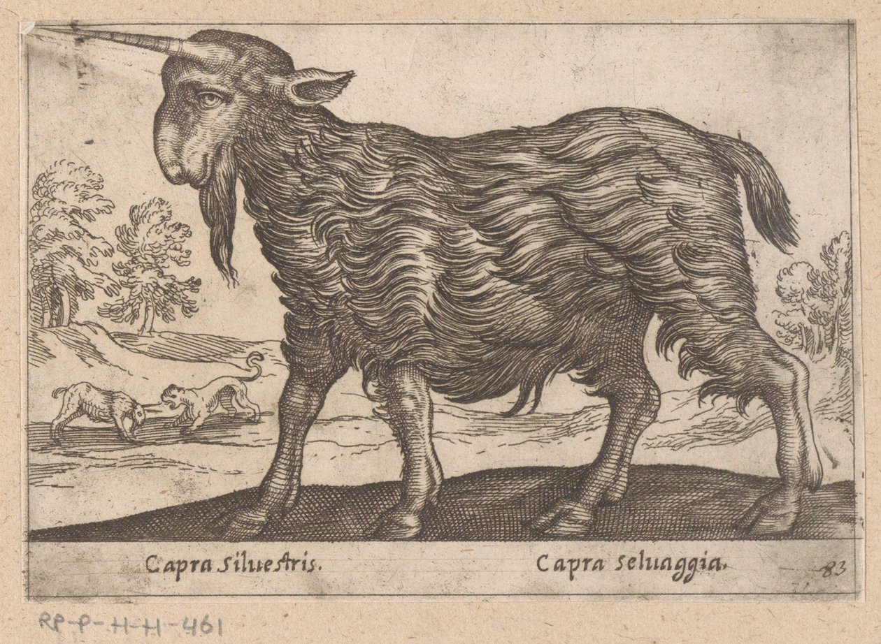 Geit med ett horn Capra Silvestris/ Capra Selvaggia (tittel på objekt) Dieren en fablewezens (serietittel) Ny samling av verdens mest nysgjerrige dyr (serietittel) av Antonio Tempesta