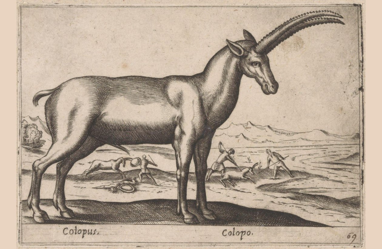 geitaktig Colopus/ Colopo (tittel på objekt) Dieren en fablewezens (serietittel) Ny samling av verdens mest nysgjerrige dyr (serietittel) av Antonio Tempesta