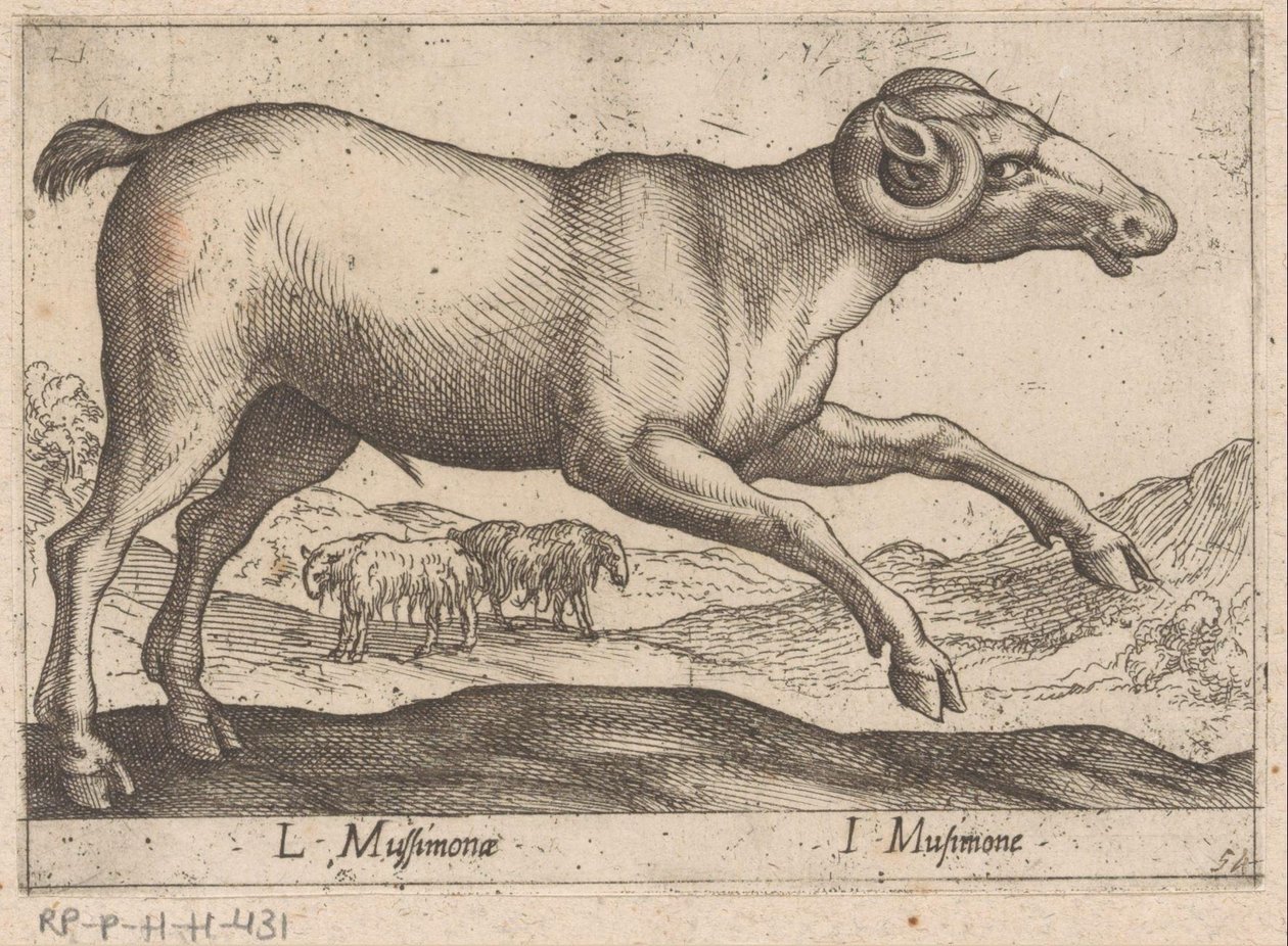 geitaktig L Mussimonae/ I Musimone (tittel på objekt) Dieren en fablewezens (serietittel) Ny samling av verdens mest nysgjerrige dyr (serietittel) av Antonio Tempesta