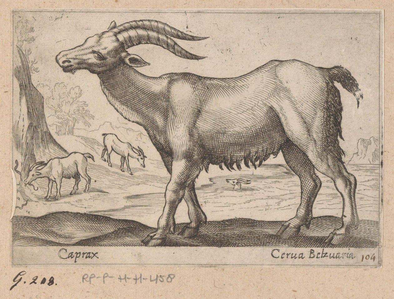 Edelstener Caprax/ Cerua Belzuaria (tittel på objekt) Dieren en fablewezens (serietittel) Ny samling av verdens mest nysgjerrige dyr (serietittel) av Antonio Tempesta