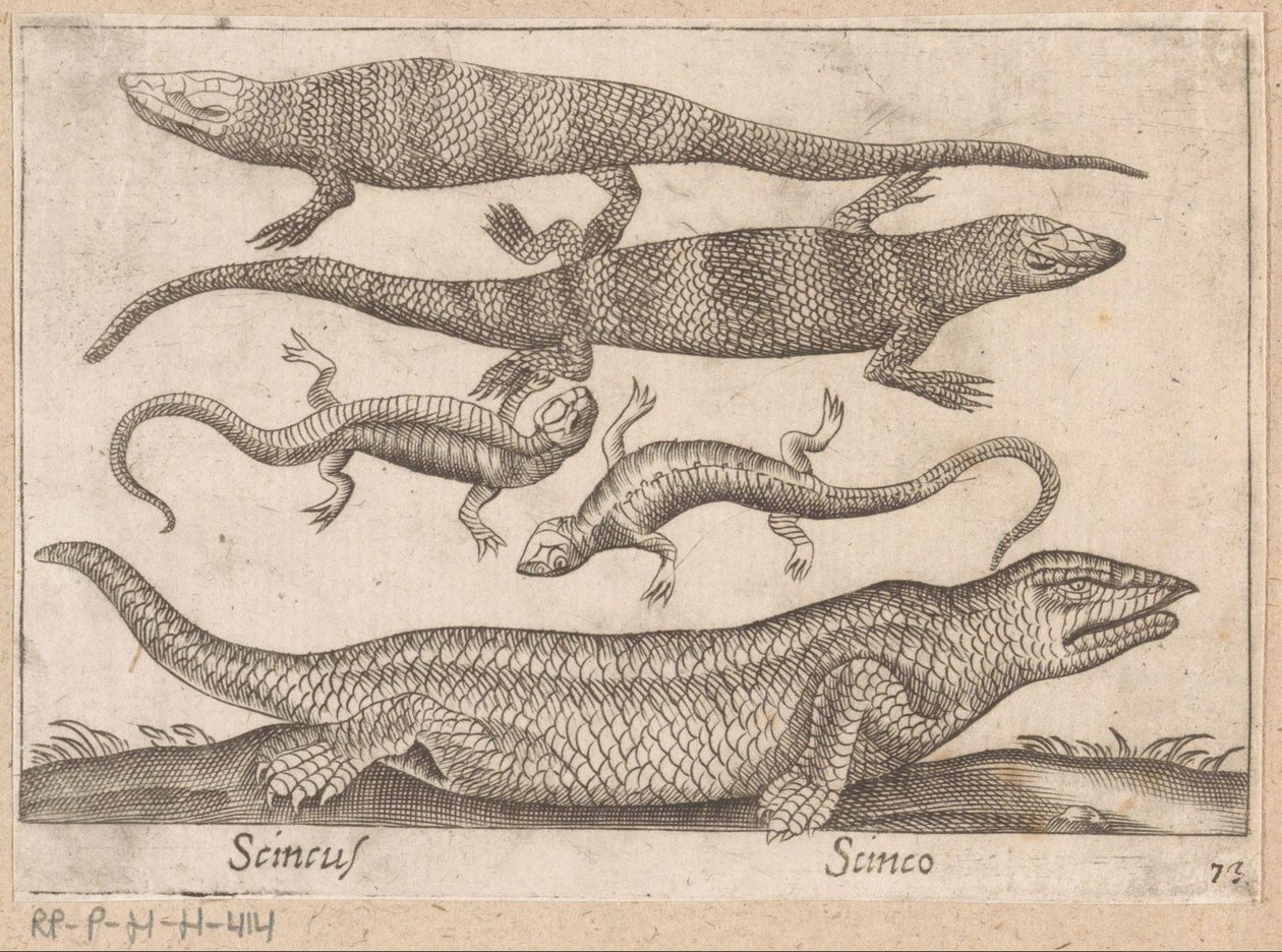 Hagedissen Scincus/ Scinco (tittel på objekt) Dieren en fabelwezens (serietittel) Nova raccolta de li animali piu curiosi del mondo (serietittel) av Antonio Tempesta
