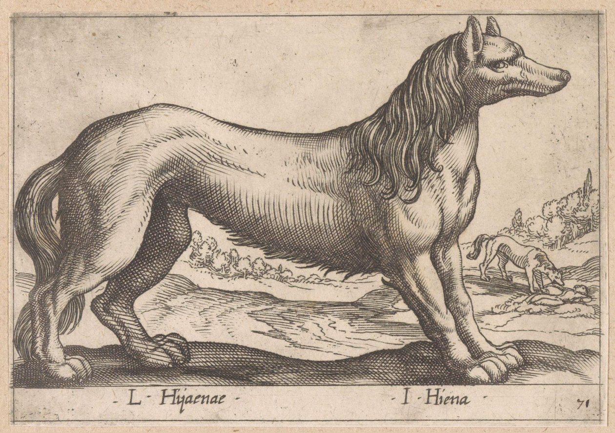 hyene L Hijanae/ I Hyena (tittel på objekt) Dieren en fabelwezens (serietittel) Nova raccolta de li animali piu curiosi del mondo (serietittel) av Antonio Tempesta