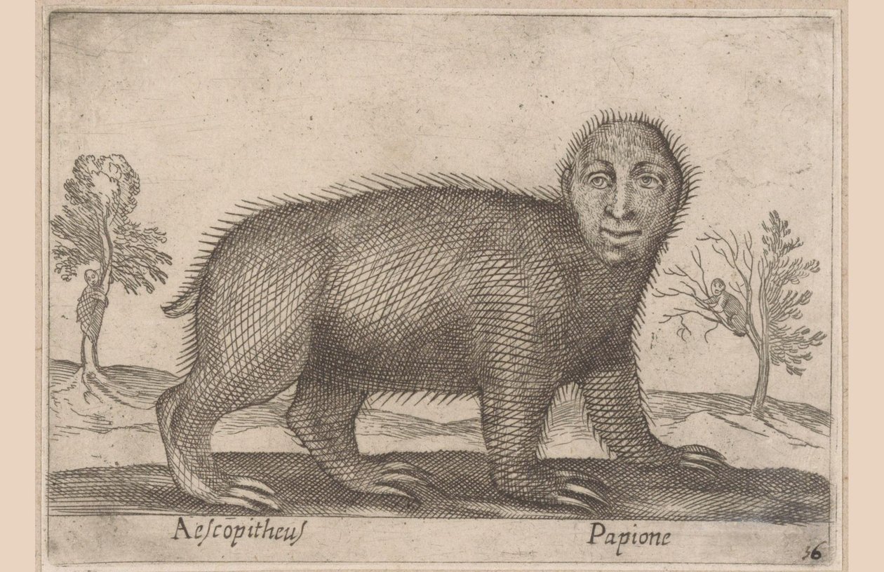 Dovendyr Aescopitheus/ Papione (tittel på objekt) Dyr og mytiske skapninger (serietittel) Nova raccolta de li animali piu curiosi del mondo (serietittel) av Antonio Tempesta