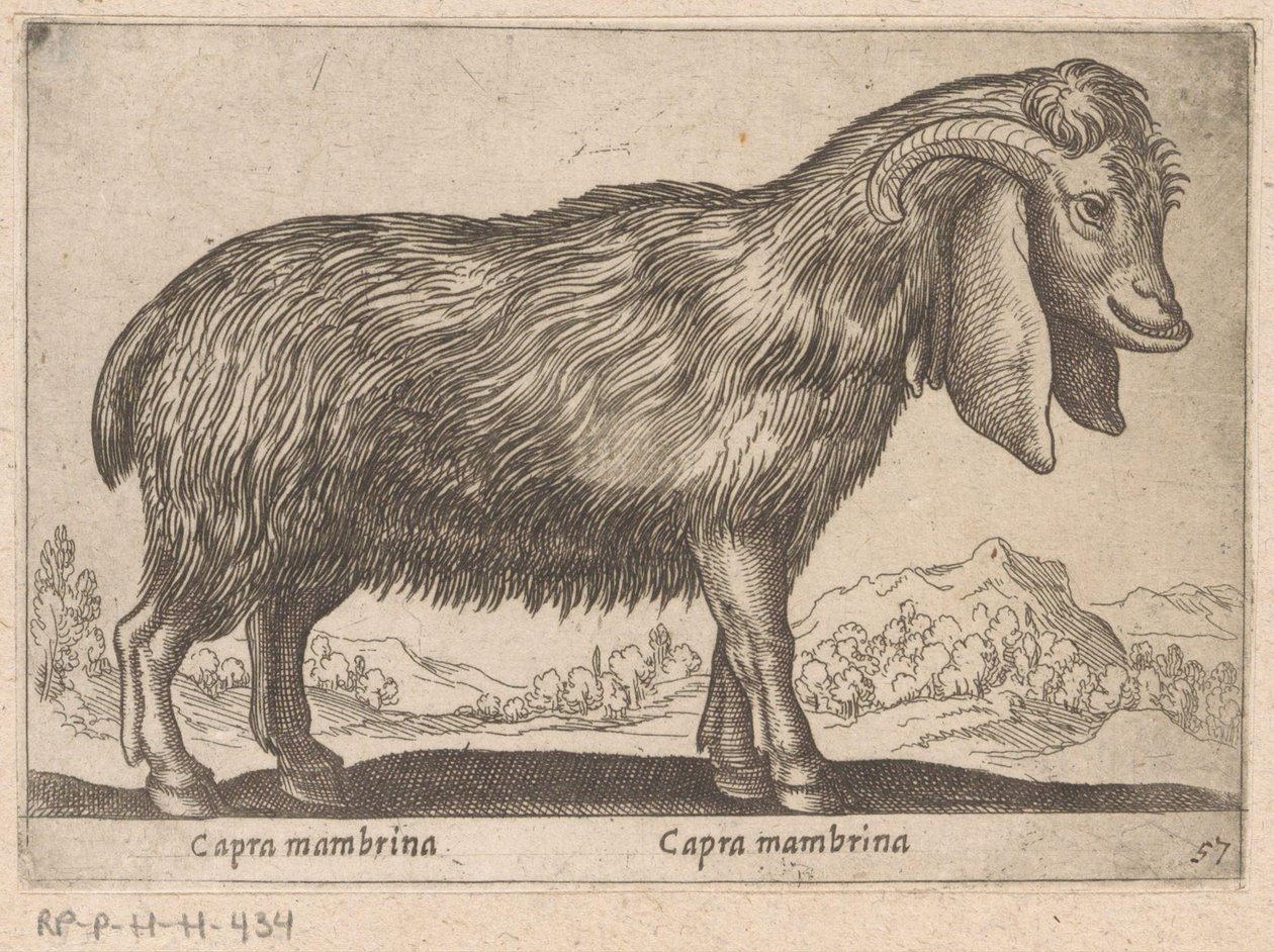 Membrina geit Capra mambrina / Capra mambrina (tittel på objekt) Dieren en fablewezens (serietittel) Ny samling av verdens mest nysgjerrige dyr (serietittel) av Antonio Tempesta