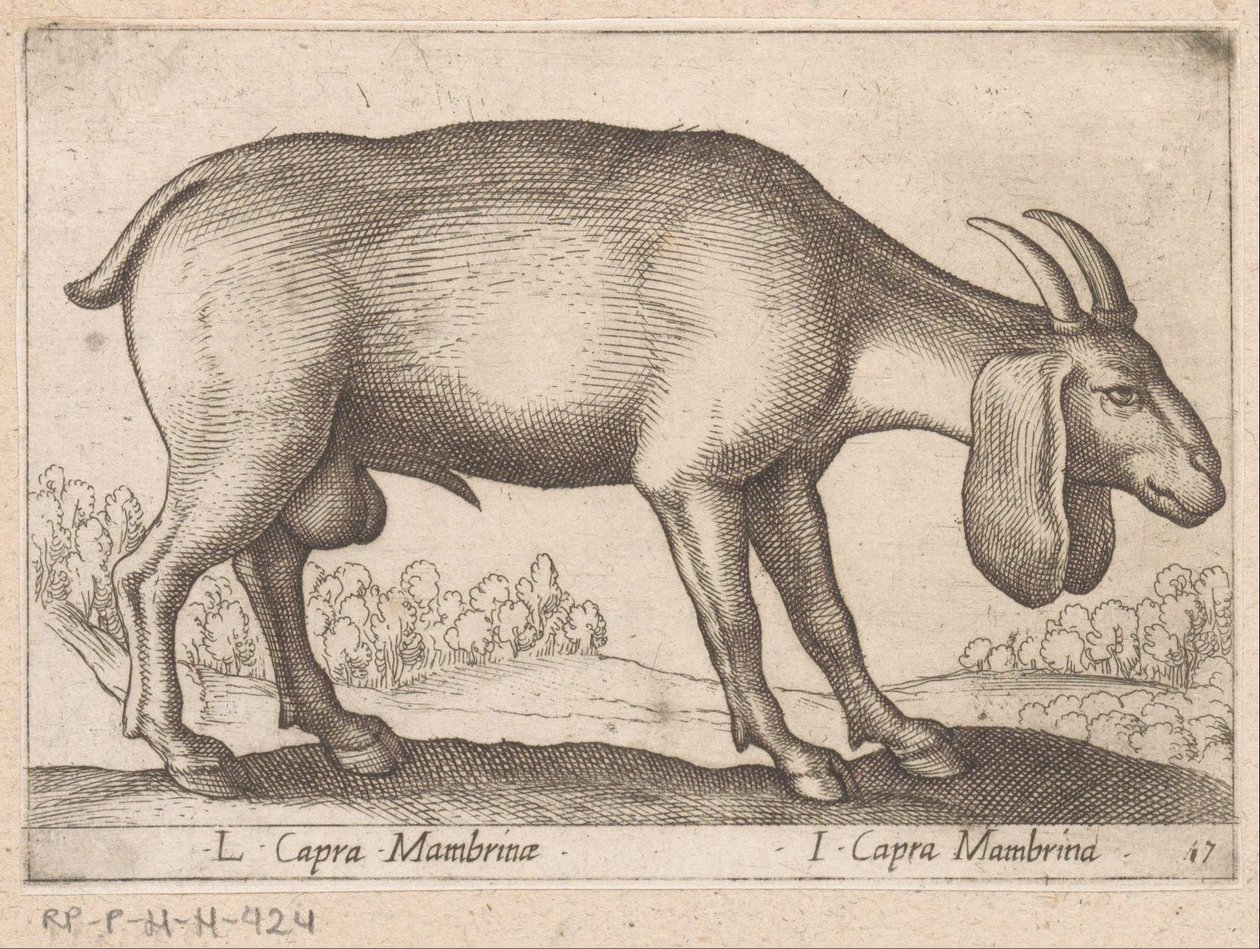 Membrina geit L Capra Mambrinae/ I Capra Mambrina (tittel på objekt) Dieren en fablewezens (serietittel) Ny samling av verdens mest nysgjerrige dyr (serietittel) av Antonio Tempesta