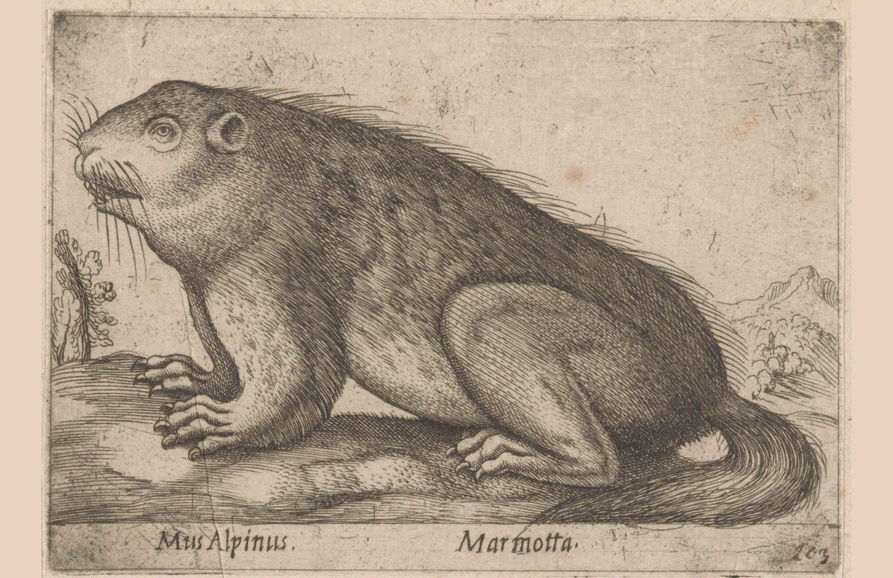 Marmot Mus Alpinus/ Marmotta (tittel på objekt) Dieren en fabelwezens (serietittel) Nova raccolta de li animali piu curiosi del mondo (serietittel) av Antonio Tempesta