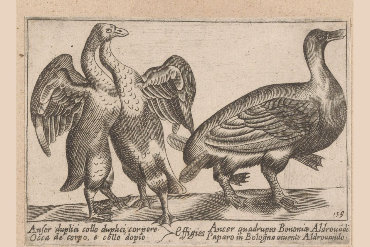 Misvormde ganzen Gås med dobbel hals og dobbel kropp Dieren en fablewezens (serietittel) En ny samling av li animali s av Antonio Tempesta