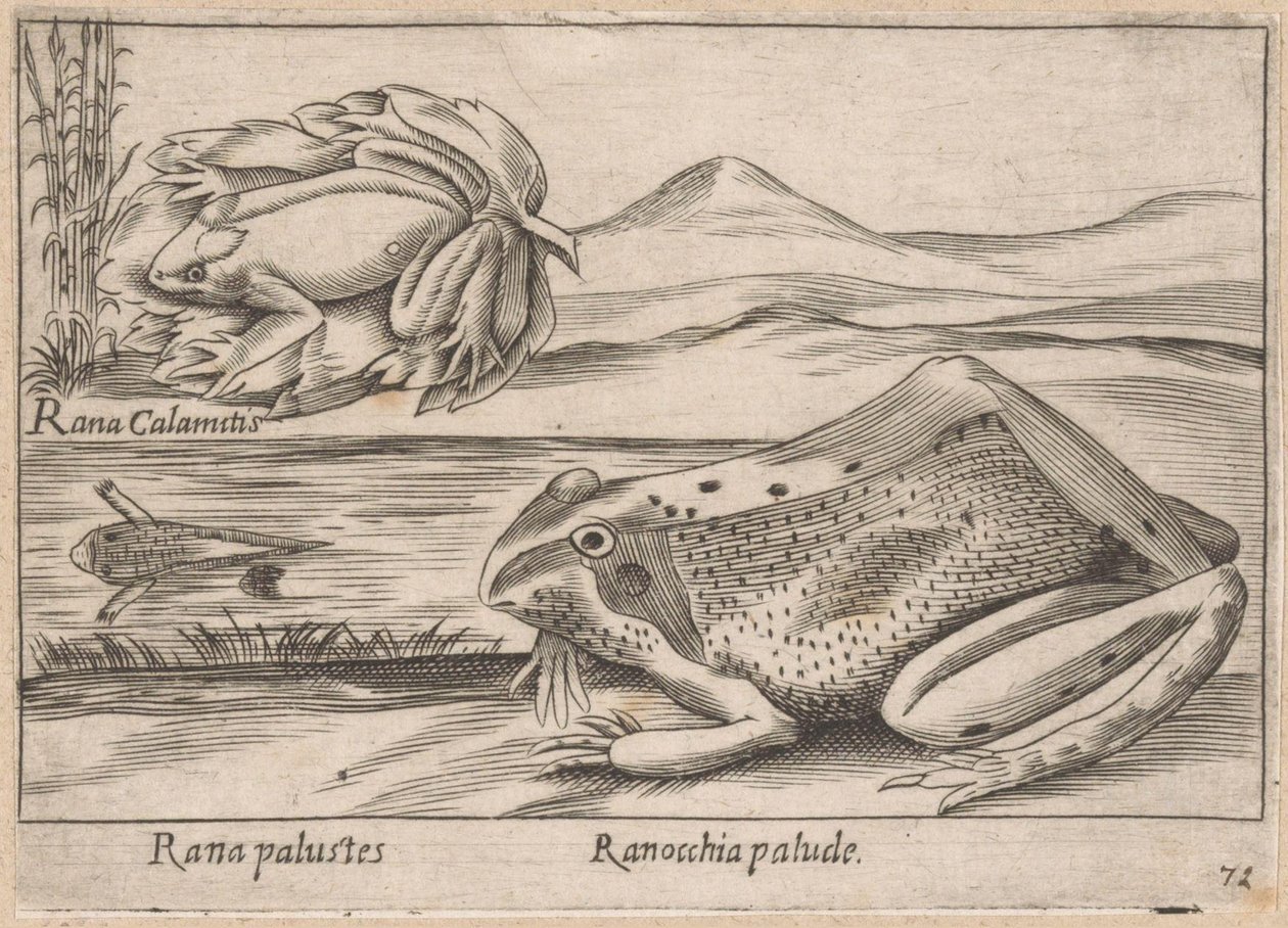Moeras Kikkers Marsh Frog / Marsh Frog (tittel på objekt) Dieren en fabelwezens (serietittel) Nova-samling av de mest nysgjerrige dyrene i verden (serietittel) av Antonio Tempesta