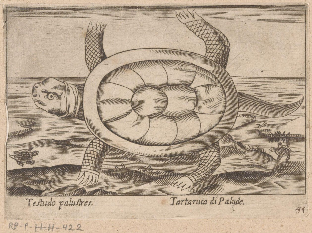 Moerasschildpad Testudo palustres/ Tartaruca di Palude (tittel på objekt) Dieren en fablewezens (serietittel) Nova raccolta de li animali piu curiosi del mondo (serietittel) av Antonio Tempesta
