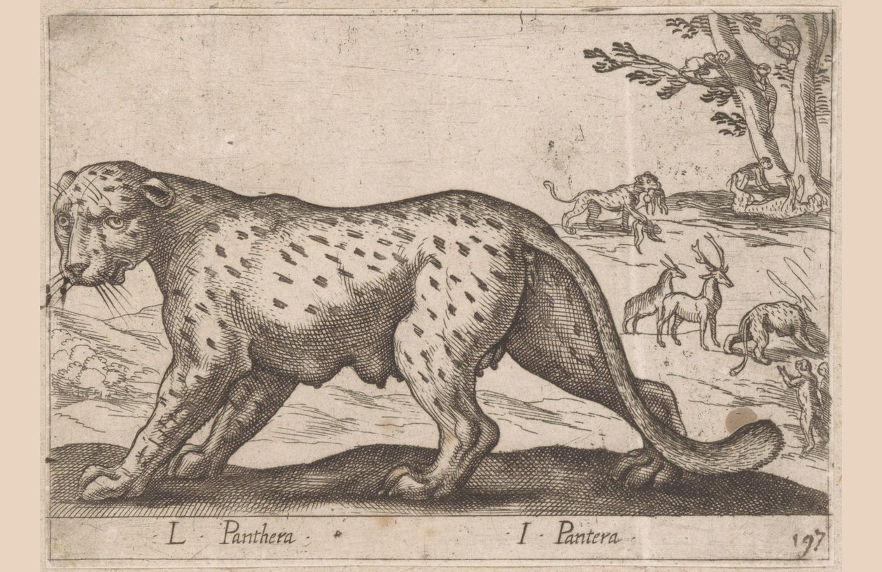 Panter L Panthera/ I Panthera (tittel på objekt) Dieren en fablewezens (serietittel) Ny samling av verdens mest nysgjerrige dyr (serietittel) av Antonio Tempesta