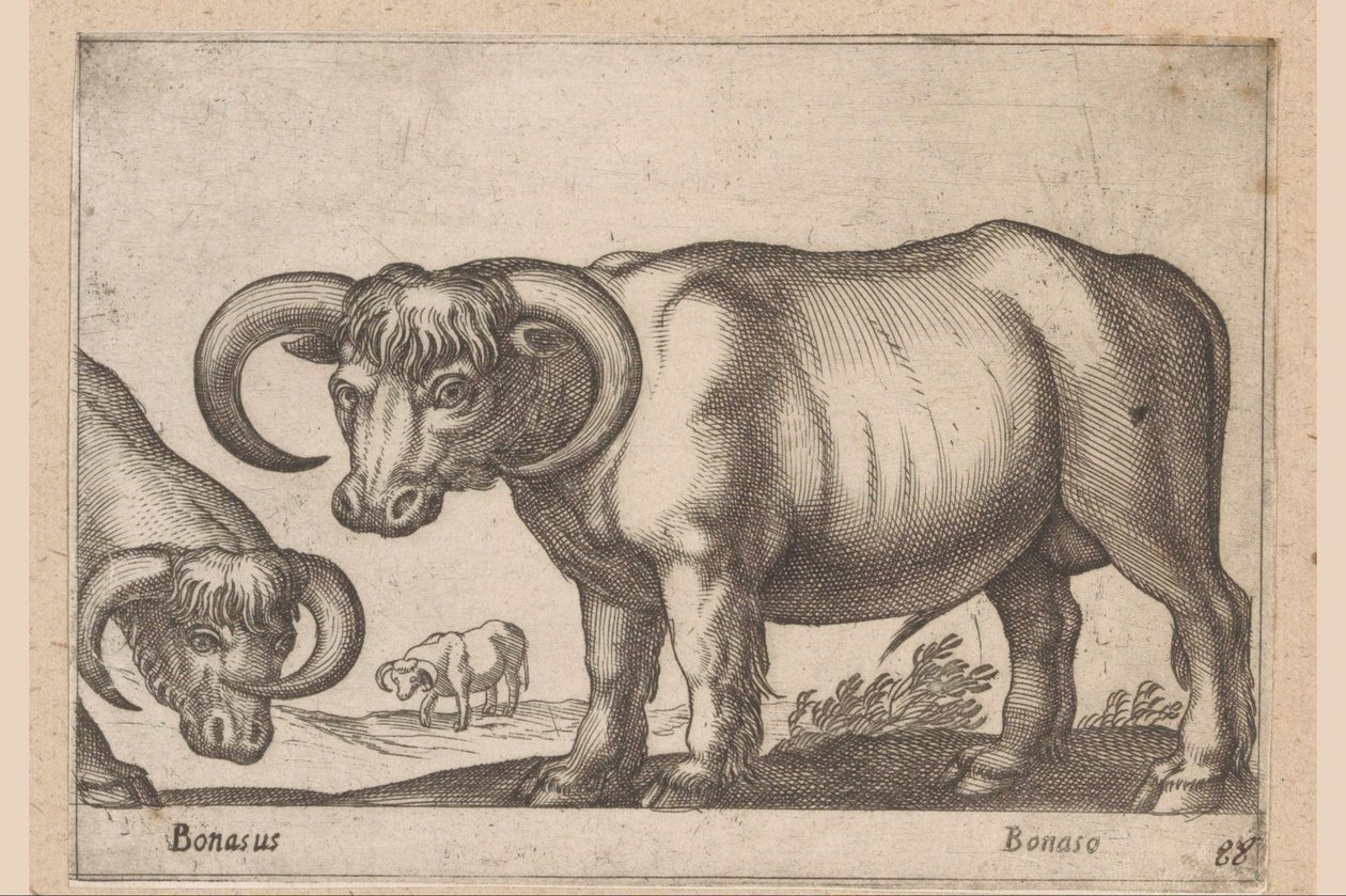 kveg Bonasus/ Bonaso (tittel på objekt) Dyr og mytiske skapninger (serietittel) Nova raccolta de li animali piu curiosi del mondo (serietittel) av Antonio Tempesta