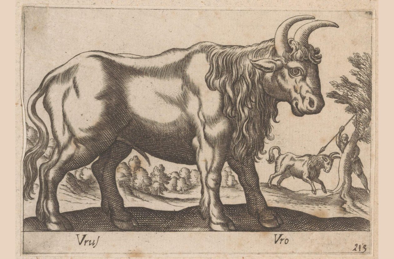 Stier Vrus/ Vro (tittel på objekt) Dieren en fablewezens (serietittel) Ny samling av de mest nysgjerrige dyrene i verden (serietittel) av Antonio Tempesta