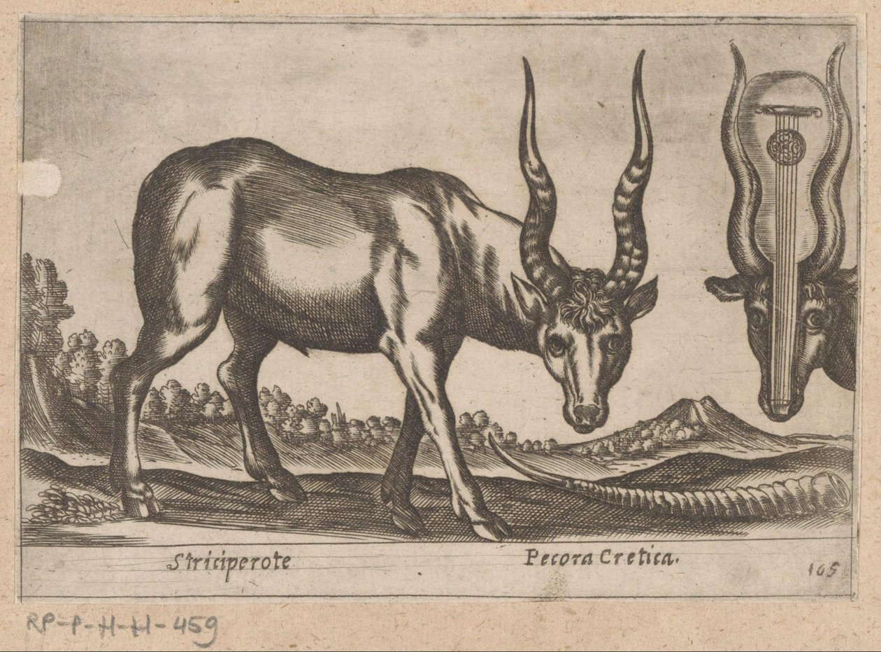 To antiloper Striciperote/ Kretisk storfe (tittel på objekt) Dieren en fablewezens (serietittel) Nova raccolta de li animali piu curiosi del mondo (serietittel) av Antonio Tempesta