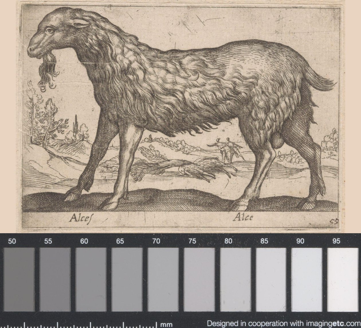 Kvinnelig elg Alces/ Alce (tittel på objekt) Dyr og mytiske skapninger (serietittel) Nova raccolta de li animali piu curiosi del mondo (serietittel) av Antonio Tempesta