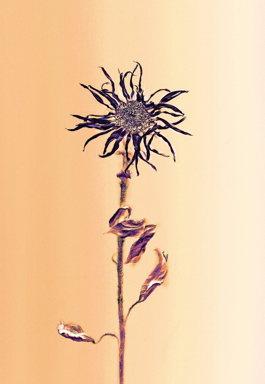  av Antonius Antonius