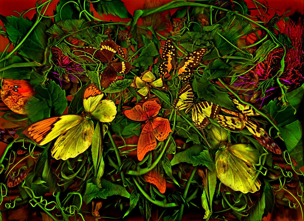  av Antonius Antonius