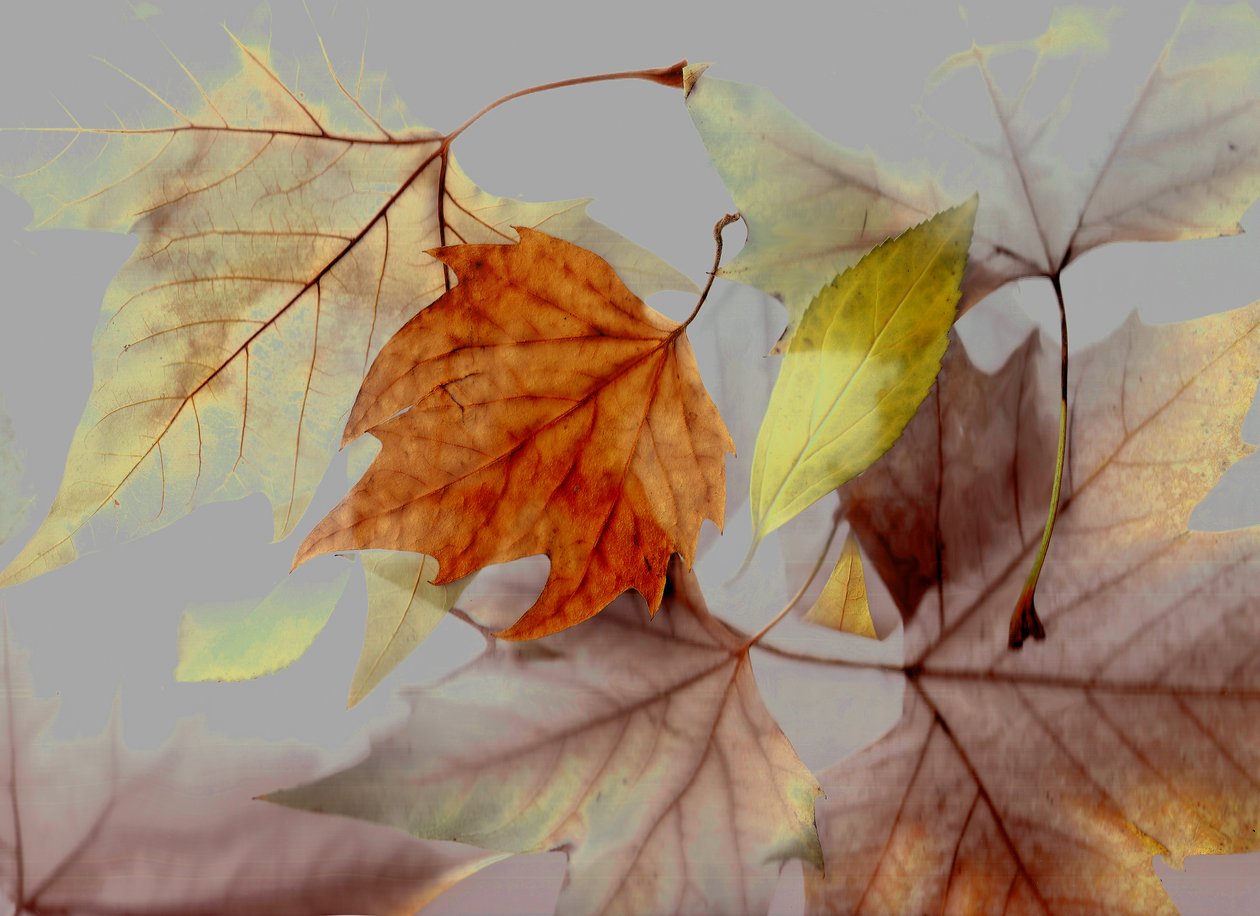  av Antonius Antonius