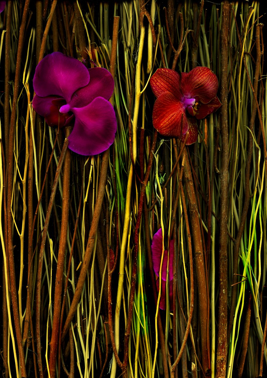  av Antonius Antonius