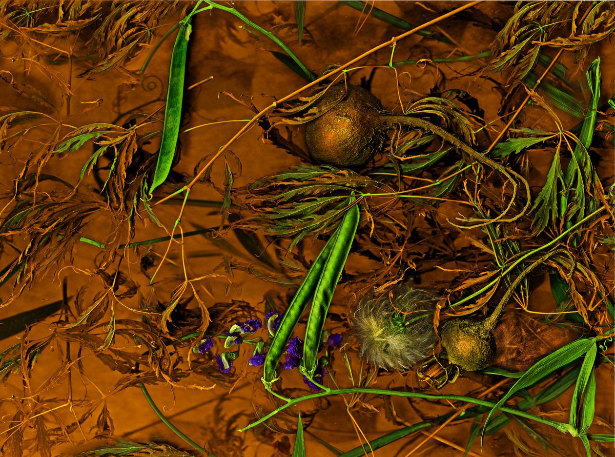  av Antonius Antonius