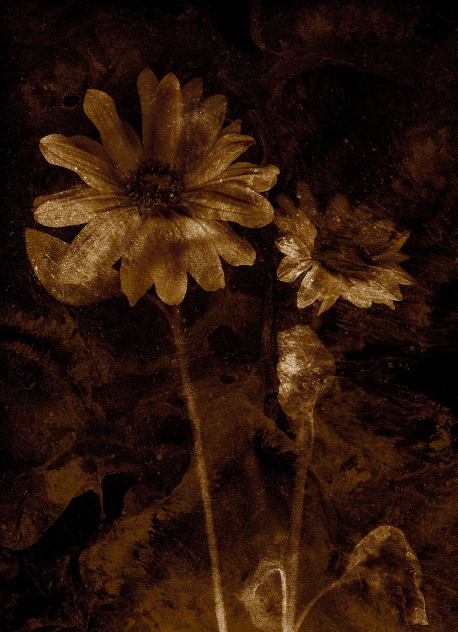 Blomst av Antonius Antonius