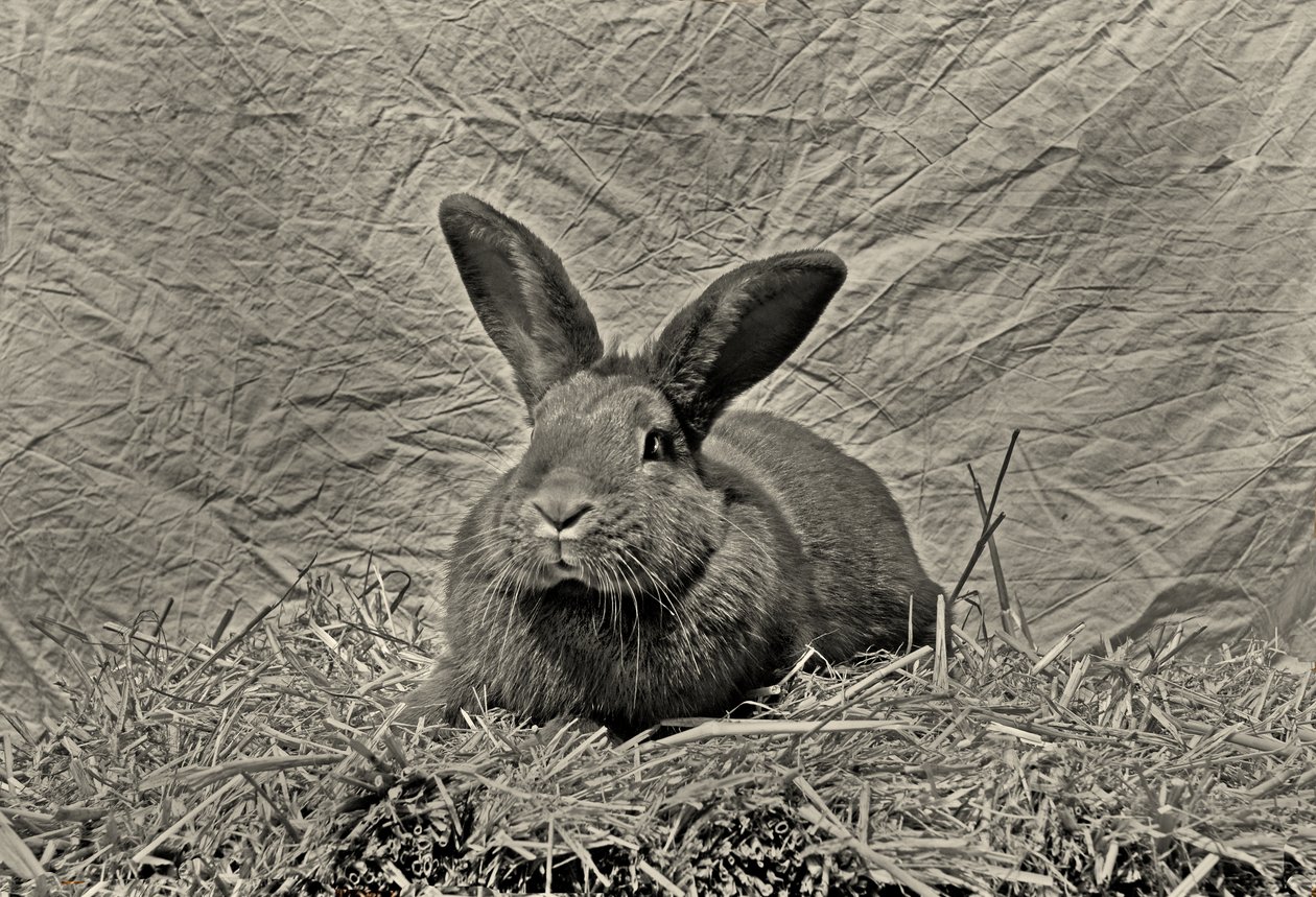  av Antonius Antonius