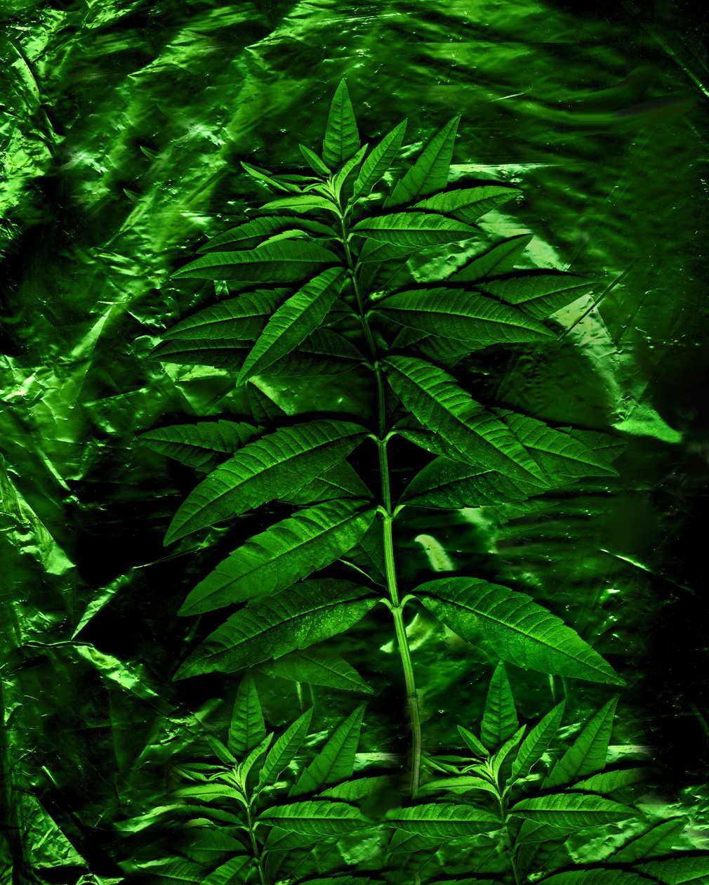 Grønn-4, 2009 (bilde) av Antonius Antonius