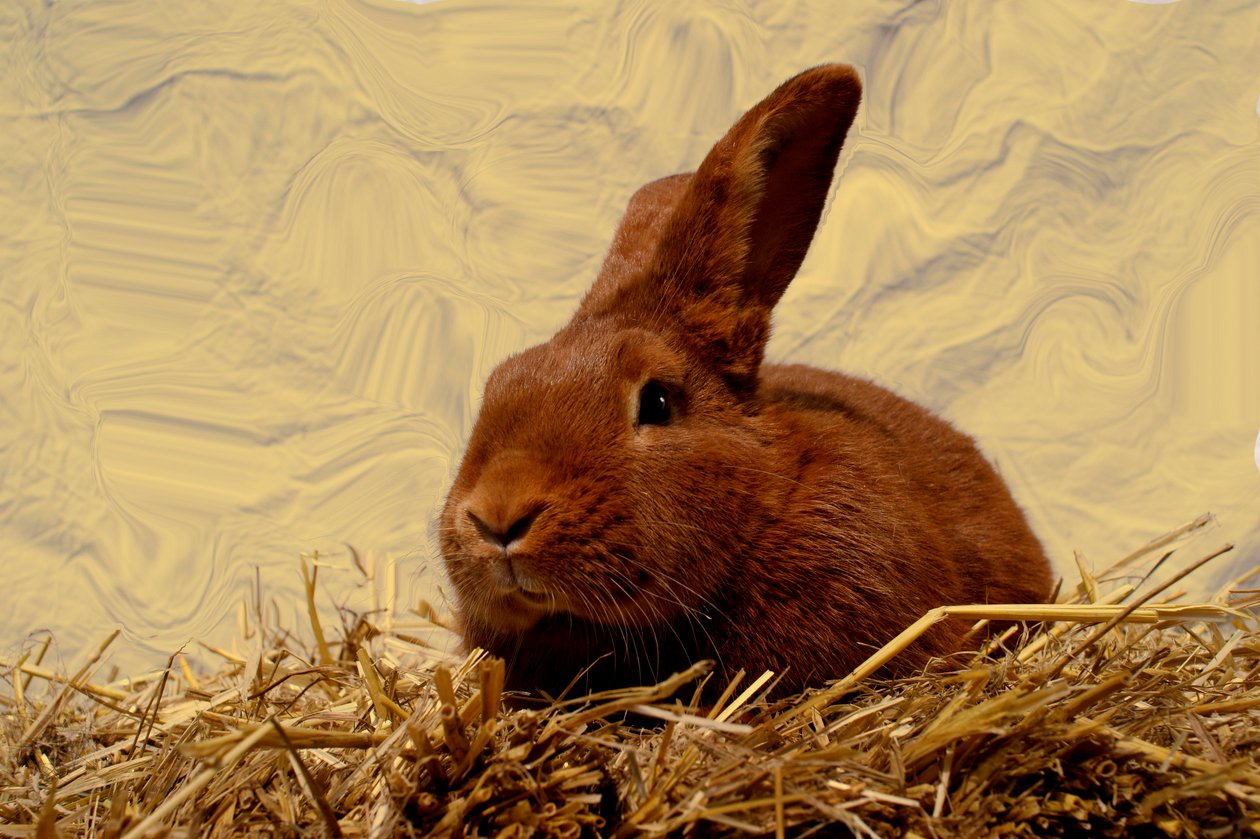  av Antonius Antonius