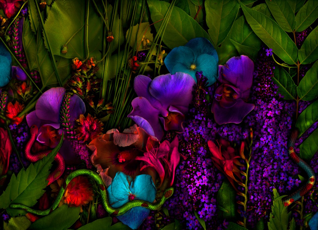 Magisk hage nr. 27-3, 2011 (bilde) av Antonius Antonius