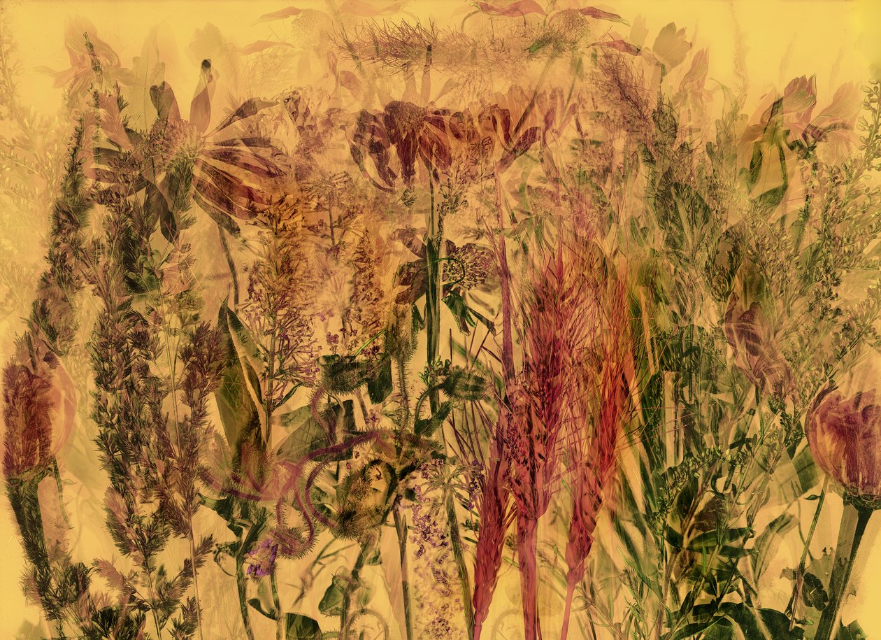  av Antonius Antonius