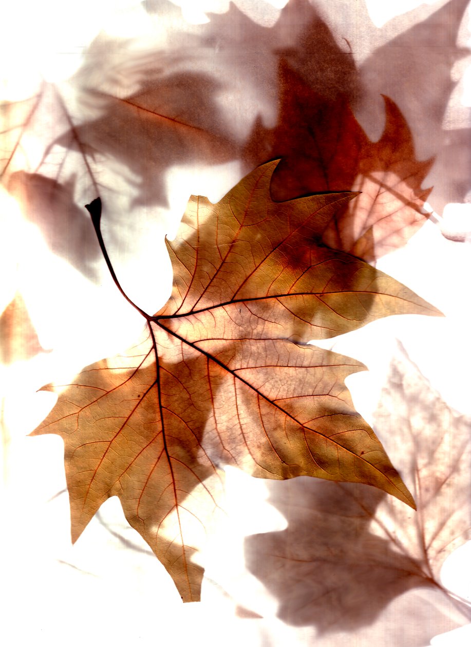  av Antonius Antonius