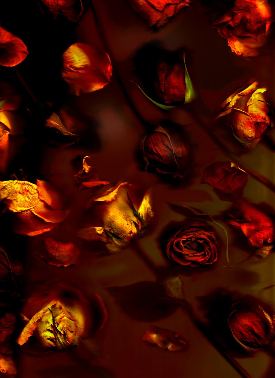 earthArt-roser, 2008 (foto) av Antonius Antonius