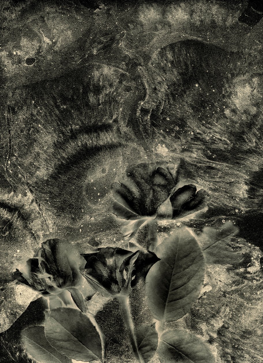 mono roser av Antonius Antonius