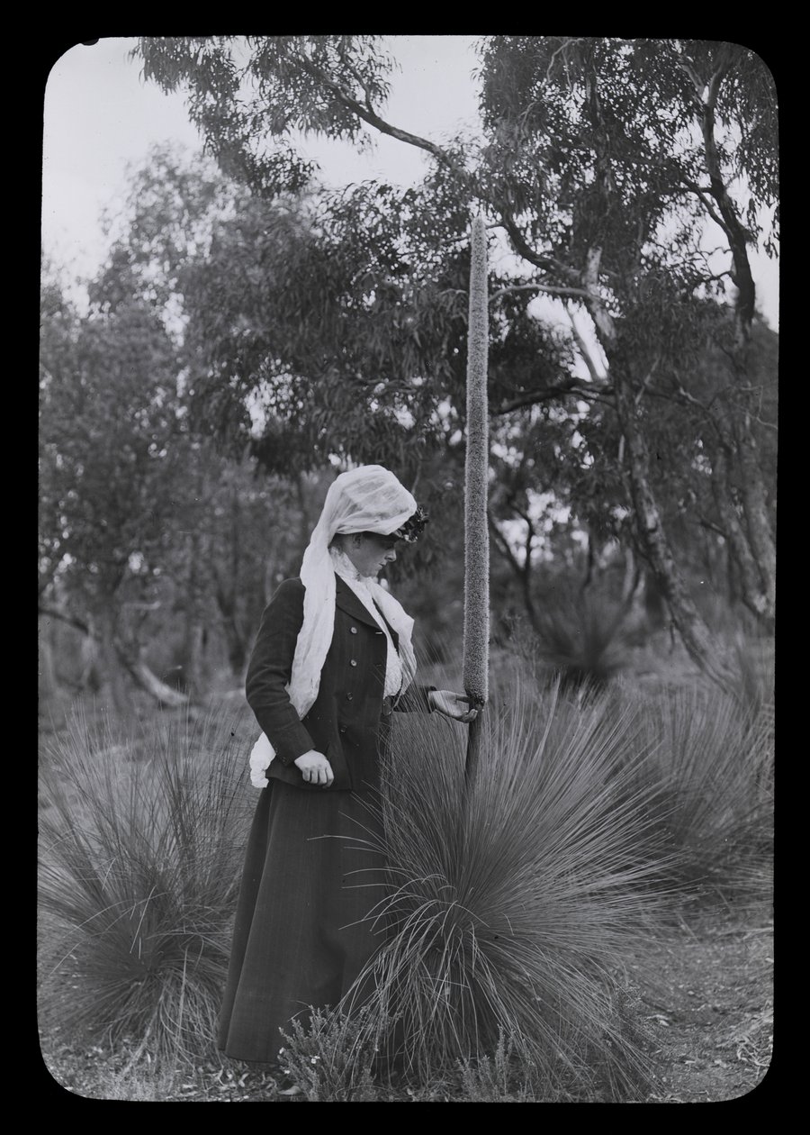 Amy og Xanthorrhoea av Archibald James Campbell