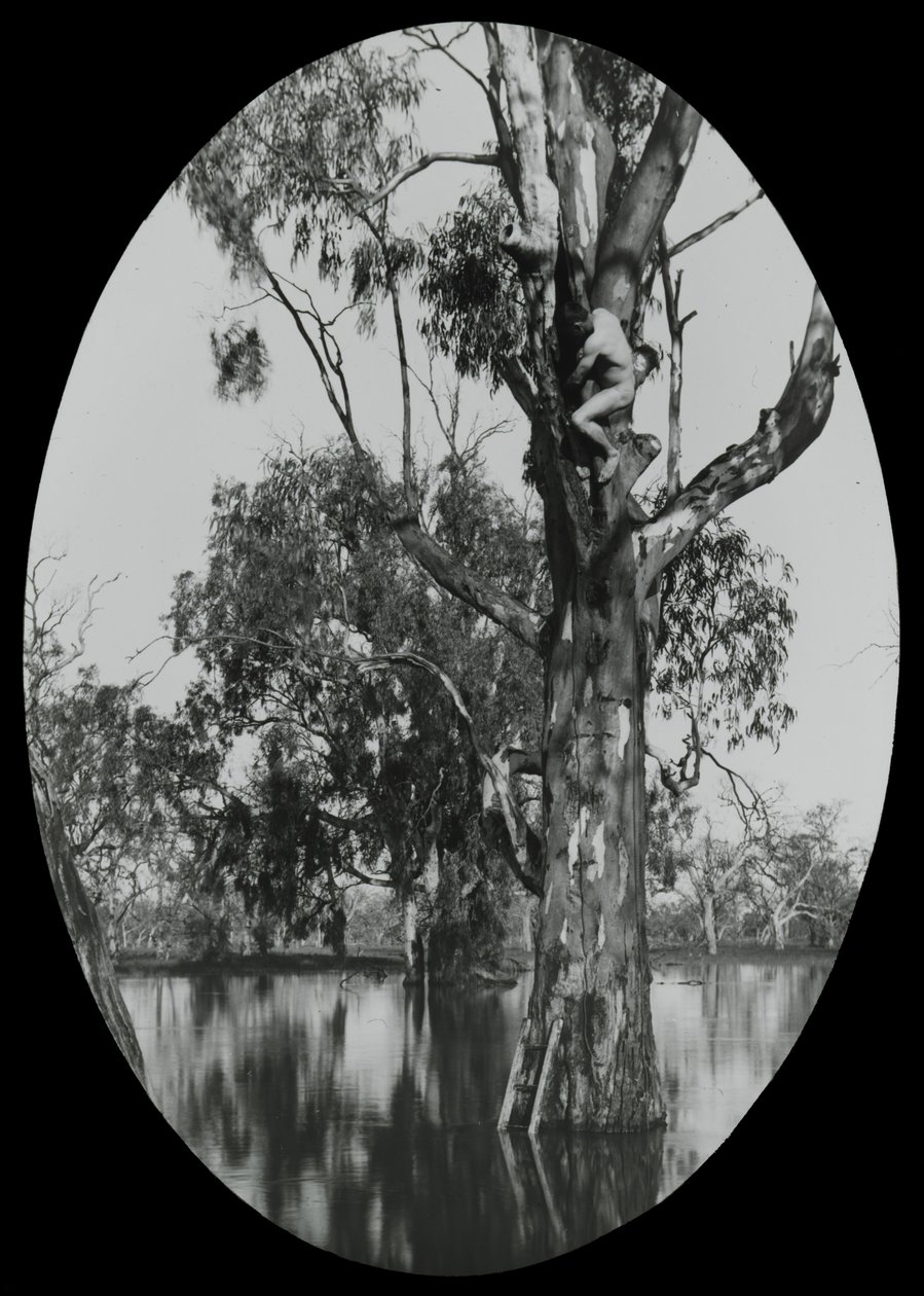 Tar et Wood Ducks Nest av Archibald James Campbell