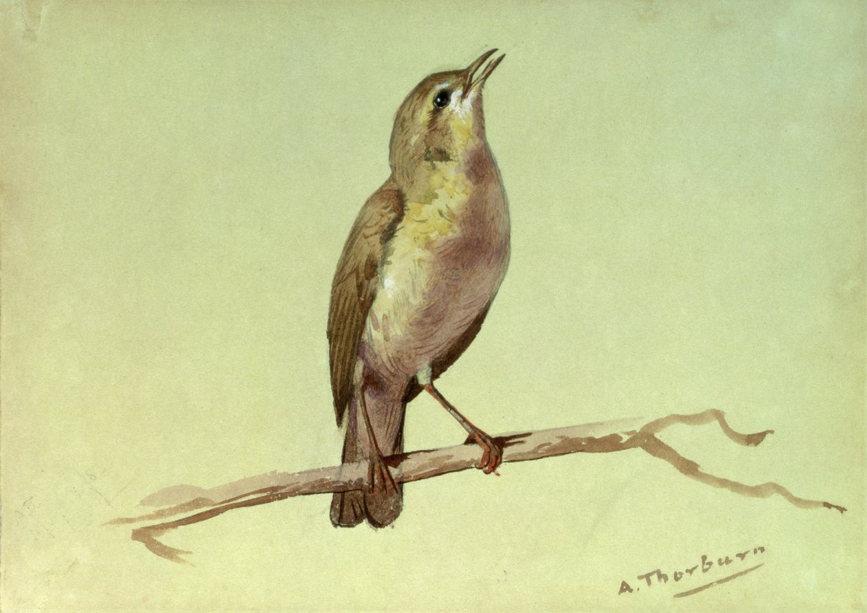 En lerke (wc forhøyet med hvit) av Archibald Thorburn