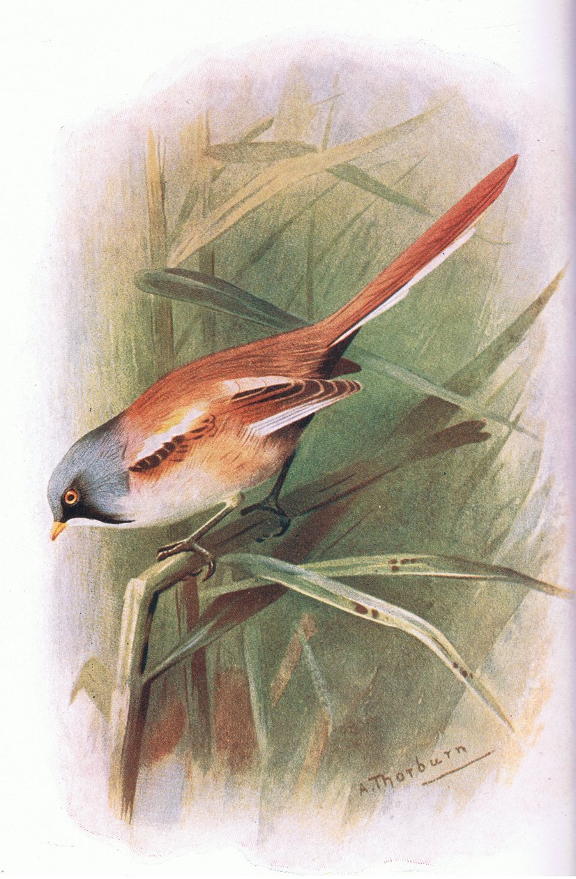 Bearded Meis, fra British Birds utgitt av Longmans, 1932 av Archibald Thorburn