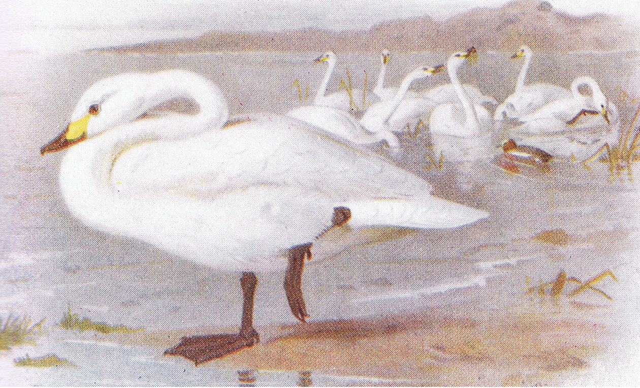 Bewicks svane av Archibald Thorburn