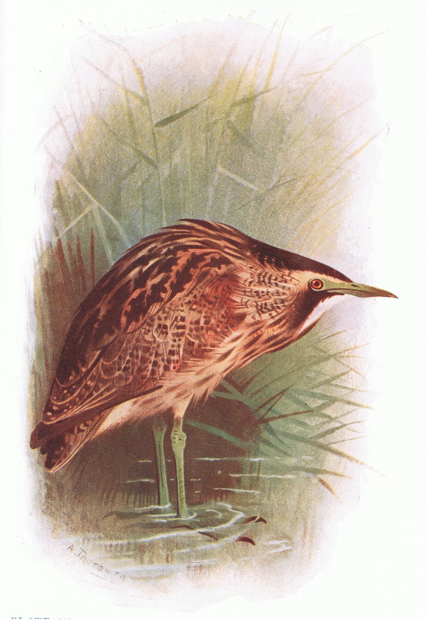 Bittern, fra British Birds utgitt av Longmans, 1932 av Archibald Thorburn