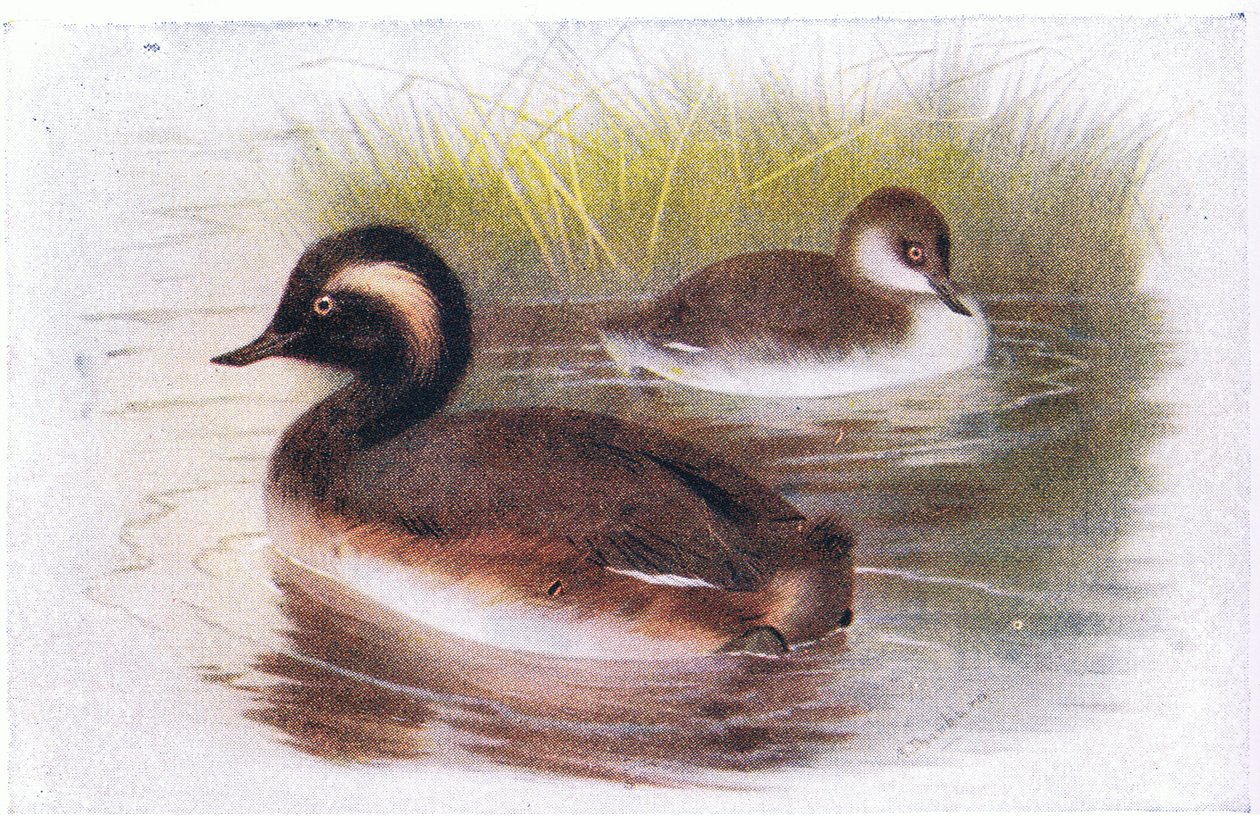 Svarthalset lurk av Archibald Thorburn