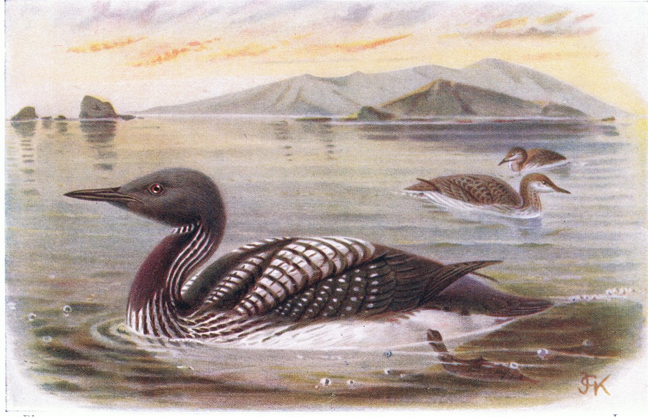 Black Throated Diver av Archibald Thorburn