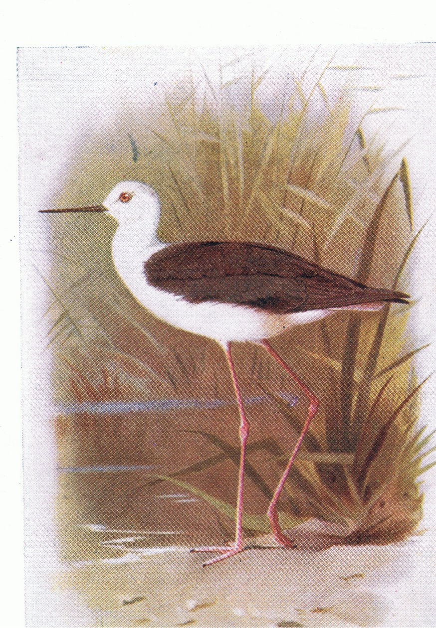 Black Winged Stilt, fra Birds of the British Isles and Their Eggs utgitt av Frederick Warne & Co Ltd, 1958 av Archibald Thorburn