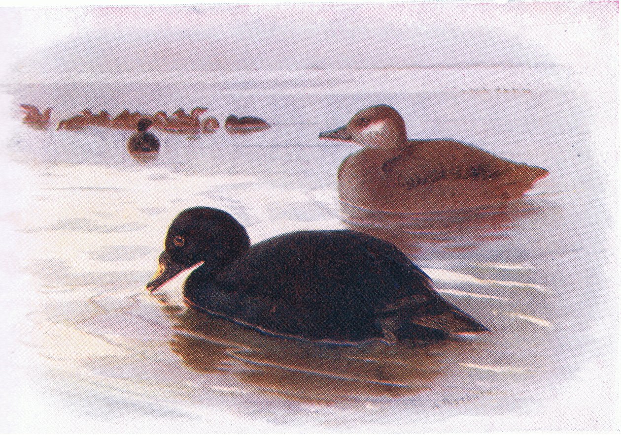 Vanlig skoter av Archibald Thorburn