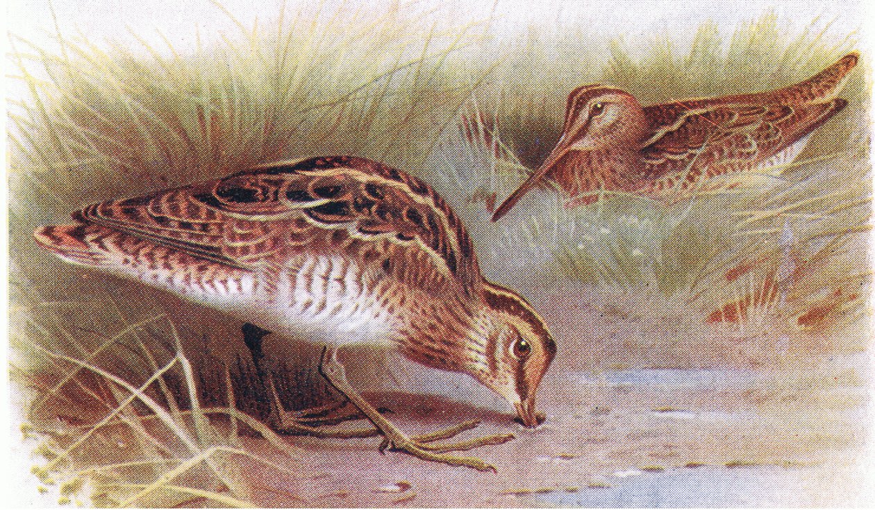 Common Snipe, fra Birds of the British Isles and Their Eggs utgitt av Frederick Warne & Co Ltd, 1958 av Archibald Thorburn