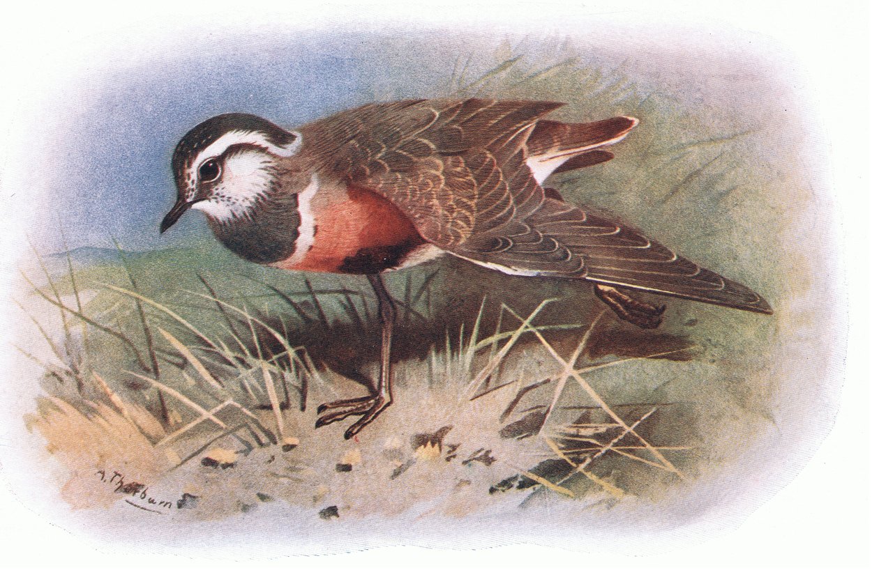 Dotterell, fra British Birds utgitt av Longmans, 1932 av Archibald Thorburn