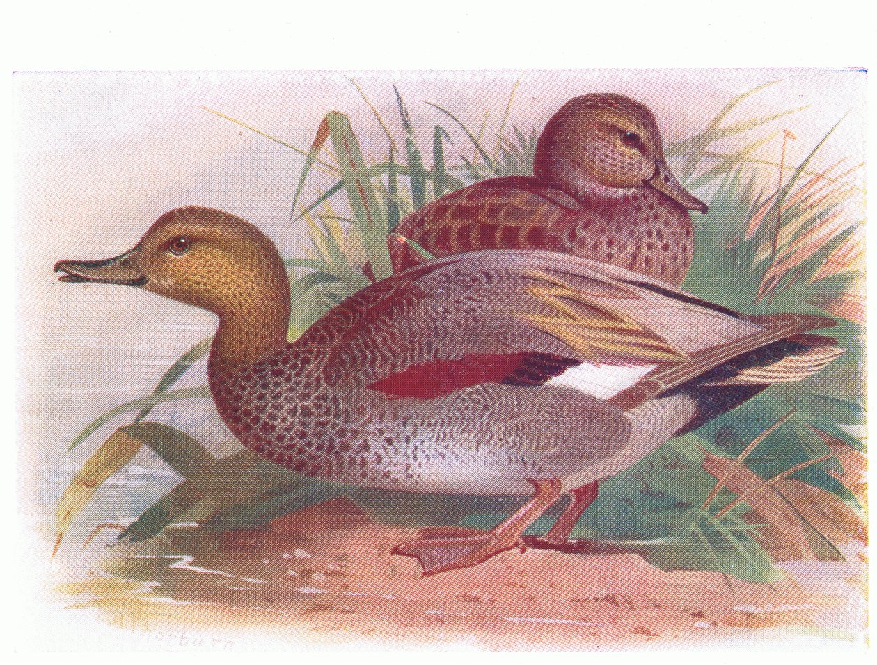 Gadwall av Archibald Thorburn