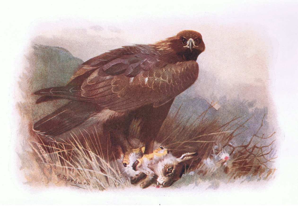 Golden Eagle, fra British Birds utgitt av Longmans, 1932 av Archibald Thorburn