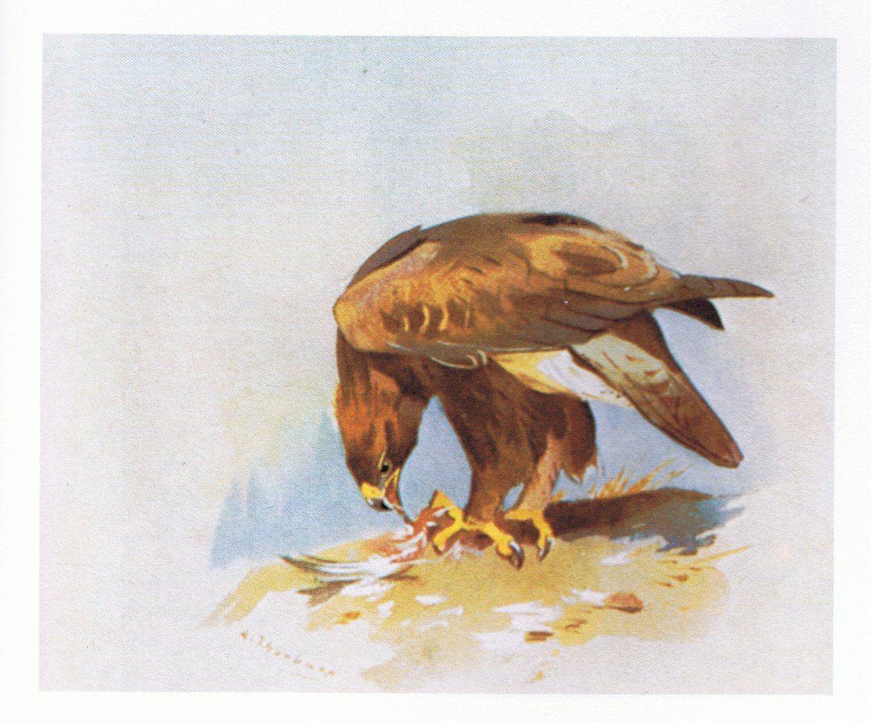 Golden Eagle-studier, pub. av Book Club Associates, 1972 av Archibald Thorburn